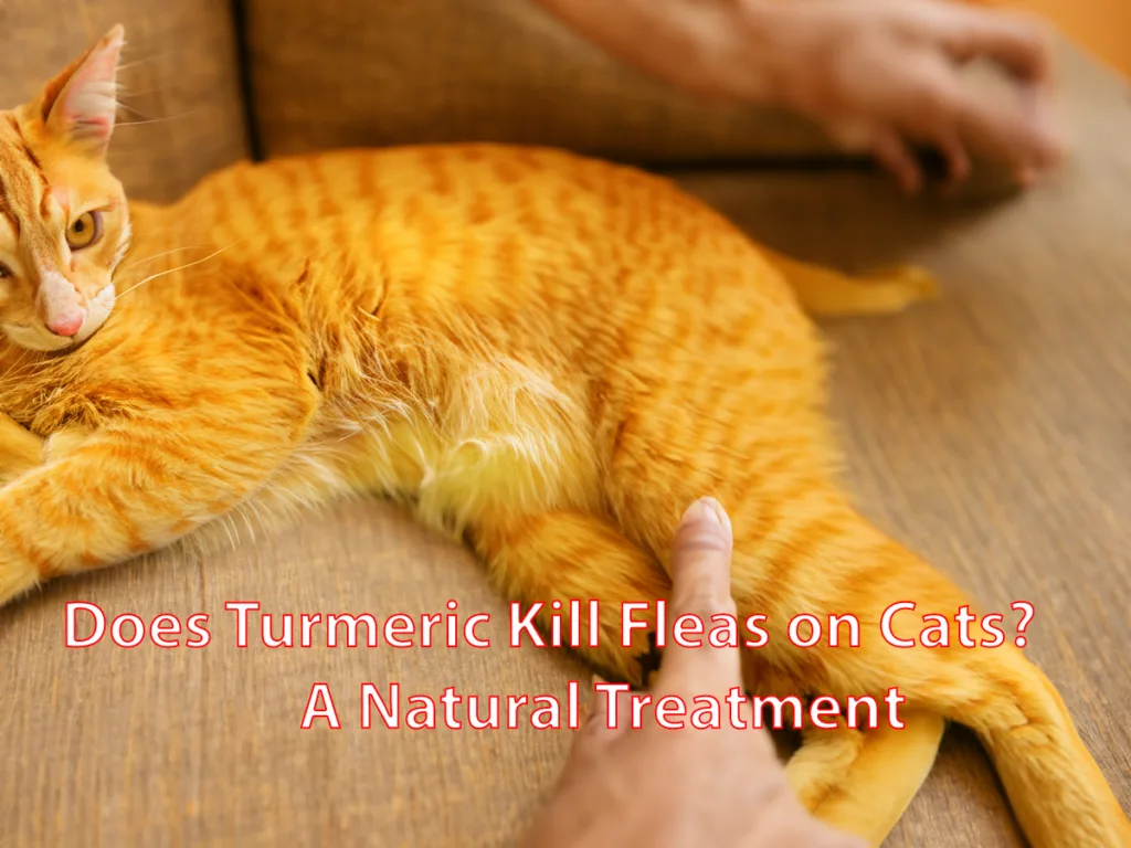 Does Turmeric Kill Fleas on Cats? A Natural Treatment