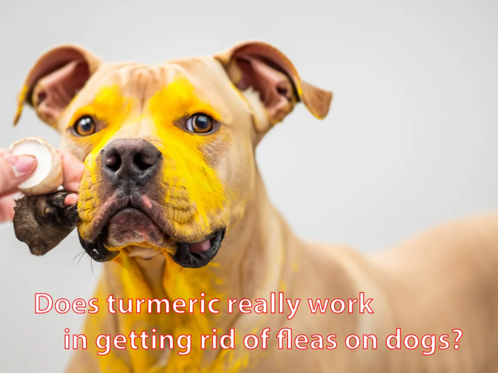 Does turmeric really work in getting rid of fleas on dogs?