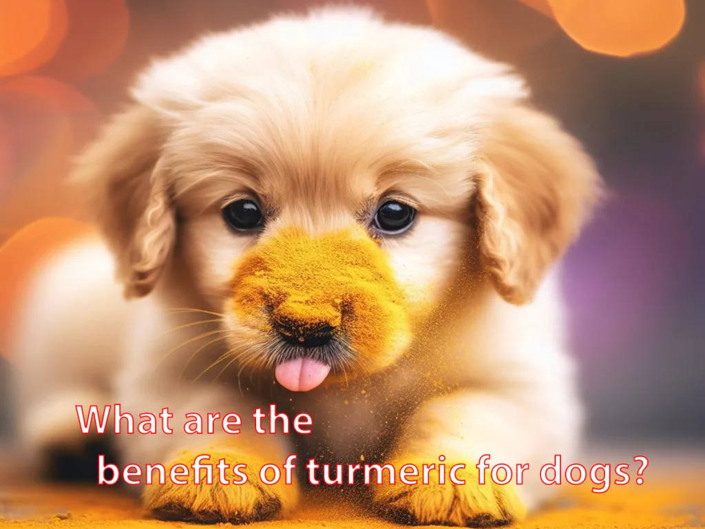 What are the benefits of turmeric for dogs? How Much to Give and How to Use It Safely