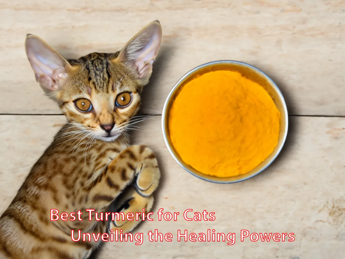 Best Turmeric for Cats: Unveiling the Healing Powers